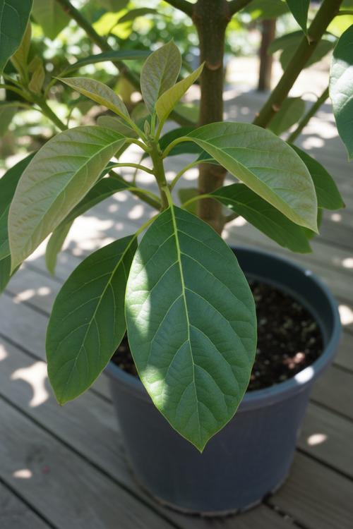 Avocado Linda Plant Close-up