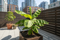 hyper realistic dwarf cavendish banana plant in an urban backyard