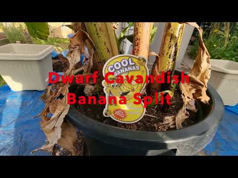 Banana - Dwarf Cavendish
